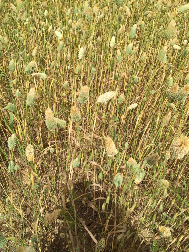 Canary grass, Phalaris canariensis